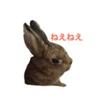 Japanese cute rabbit AZUKI2（個別スタンプ：1）