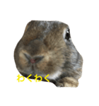 Japanese cute rabbit AZUKI2（個別スタンプ：2）