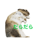 Japanese cute rabbit AZUKI2（個別スタンプ：4）