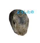 Japanese cute rabbit AZUKI2（個別スタンプ：5）