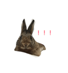 Japanese cute rabbit AZUKI2（個別スタンプ：6）