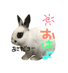 うさぎのパンちゃん（個別スタンプ：1）