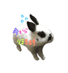 うさぎのパンちゃん（個別スタンプ：4）