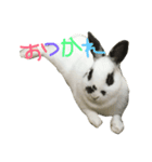 うさぎのパンちゃん（個別スタンプ：6）