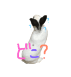 うさぎのパンちゃん（個別スタンプ：7）