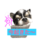 犬と猫の生活（個別スタンプ：1）