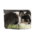 犬と猫の生活（個別スタンプ：2）