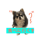 犬と猫の生活（個別スタンプ：3）