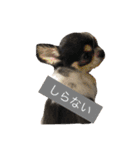 犬と猫の生活（個別スタンプ：4）