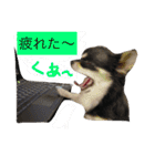 犬と猫の生活（個別スタンプ：6）