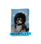 犬と猫の生活（個別スタンプ：7）