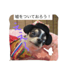 犬と猫の生活（個別スタンプ：8）