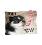 犬と猫の生活（個別スタンプ：9）