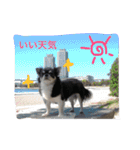 犬と猫の生活（個別スタンプ：10）