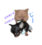 犬と猫の生活（個別スタンプ：11）