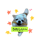 犬と猫の生活（個別スタンプ：12）