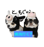 犬と猫の生活（個別スタンプ：13）