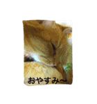 犬と猫の生活（個別スタンプ：16）