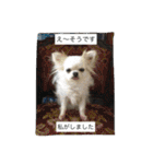 犬と猫の生活（個別スタンプ：22）