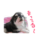 犬と猫の生活（個別スタンプ：23）