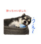犬と猫の生活（個別スタンプ：24）