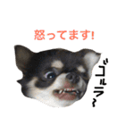 犬と猫の生活（個別スタンプ：26）
