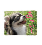 犬と猫の生活（個別スタンプ：29）