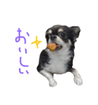 犬と猫の生活（個別スタンプ：30）