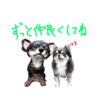 犬と猫の生活（個別スタンプ：31）