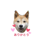 愛犬★だいちくん（個別スタンプ：1）