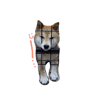愛犬★だいちくん（個別スタンプ：3）