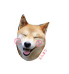 愛犬★だいちくん（個別スタンプ：4）