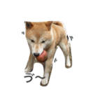 愛犬★だいちくん（個別スタンプ：6）