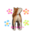 愛犬★だいちくん（個別スタンプ：9）