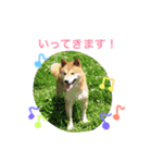 愛犬★だいちくん（個別スタンプ：10）