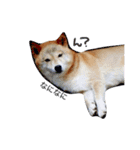 愛犬★だいちくん（個別スタンプ：11）