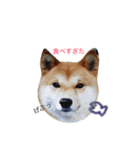 愛犬★だいちくん（個別スタンプ：12）