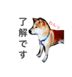 愛犬★だいちくん（個別スタンプ：14）