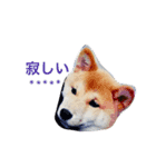 愛犬★だいちくん（個別スタンプ：15）