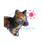 愛犬★だいちくん（個別スタンプ：16）