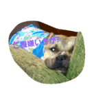 Pit Bull M.A.M（個別スタンプ：1）