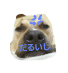 Pit Bull M.A.M（個別スタンプ：2）