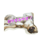 Pit Bull M.A.M（個別スタンプ：3）