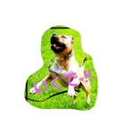 Pit Bull M.A.M（個別スタンプ：5）
