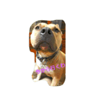 Pit Bull M.A.M（個別スタンプ：6）