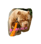 Pit Bull M.A.M（個別スタンプ：7）
