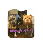 Pit Bull M.A.M（個別スタンプ：8）