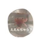 ウーパールーパー  佐藤さん 02（個別スタンプ：2）