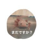 ウーパールーパー  佐藤さん 02（個別スタンプ：3）