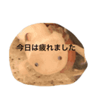 ウーパールーパー  佐藤さん 02（個別スタンプ：4）